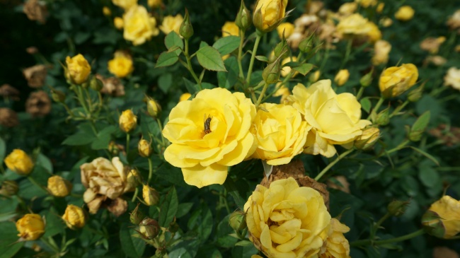黄色玫瑰花海图片