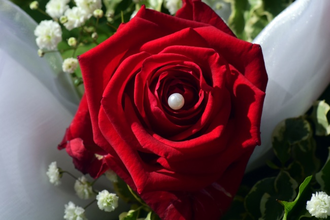 婚礼浪漫红玫瑰图片