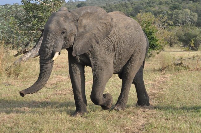 南非野生大象图片