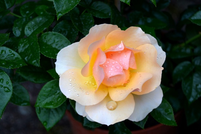 雨后浪漫玫瑰花朵图片