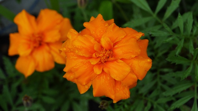 美丽橙色鲜花图片