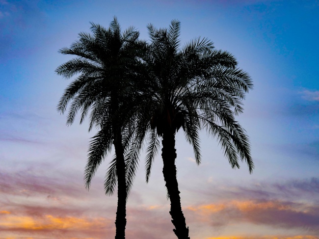 落日余晖棕榈树图片