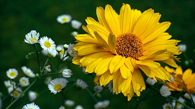 黄色花朵开花摄影图片