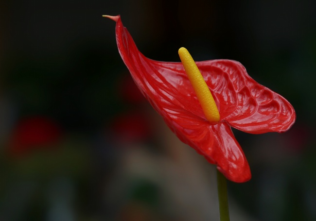 红色马蹄莲高清图片