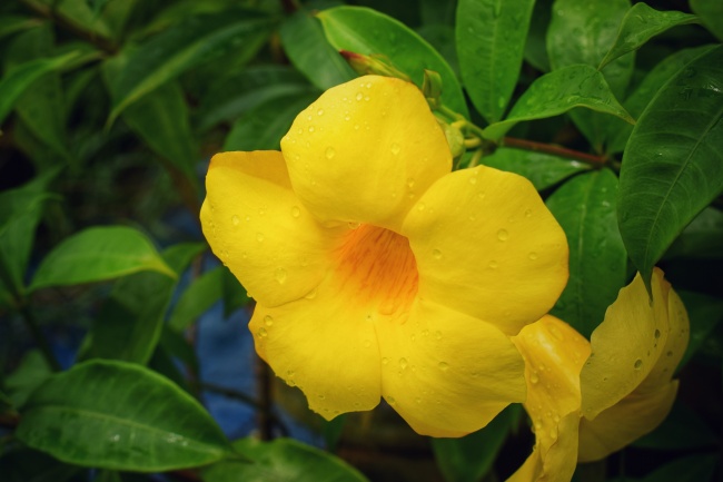 黄色植物花朵图片