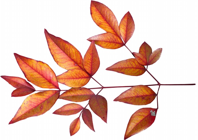 秋天红树叶图片
