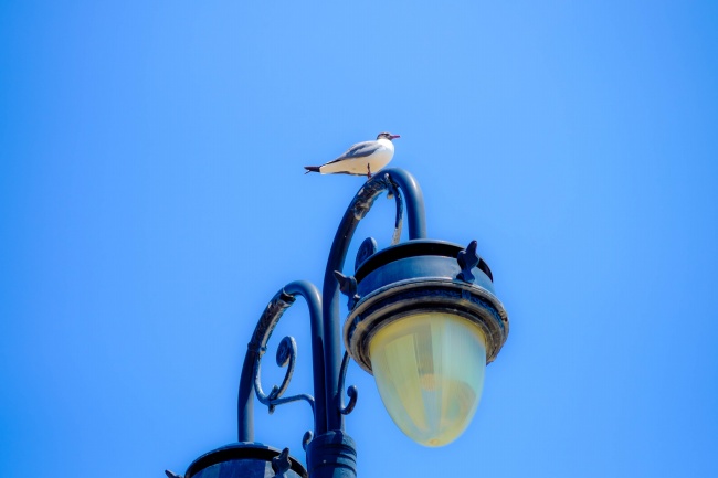 路灯上的海鸥图片