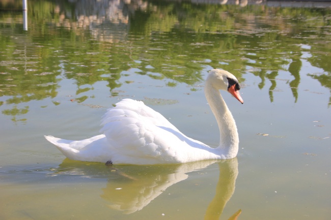 池塘美丽白天鹅图片