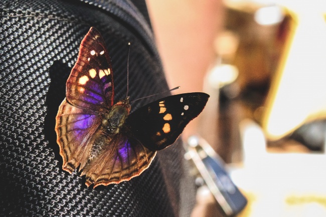 美丽彩色蝴蝶图片