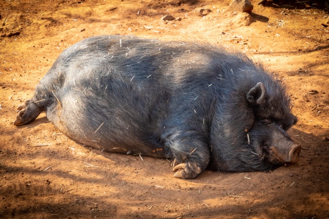 懒猪睡觉图片