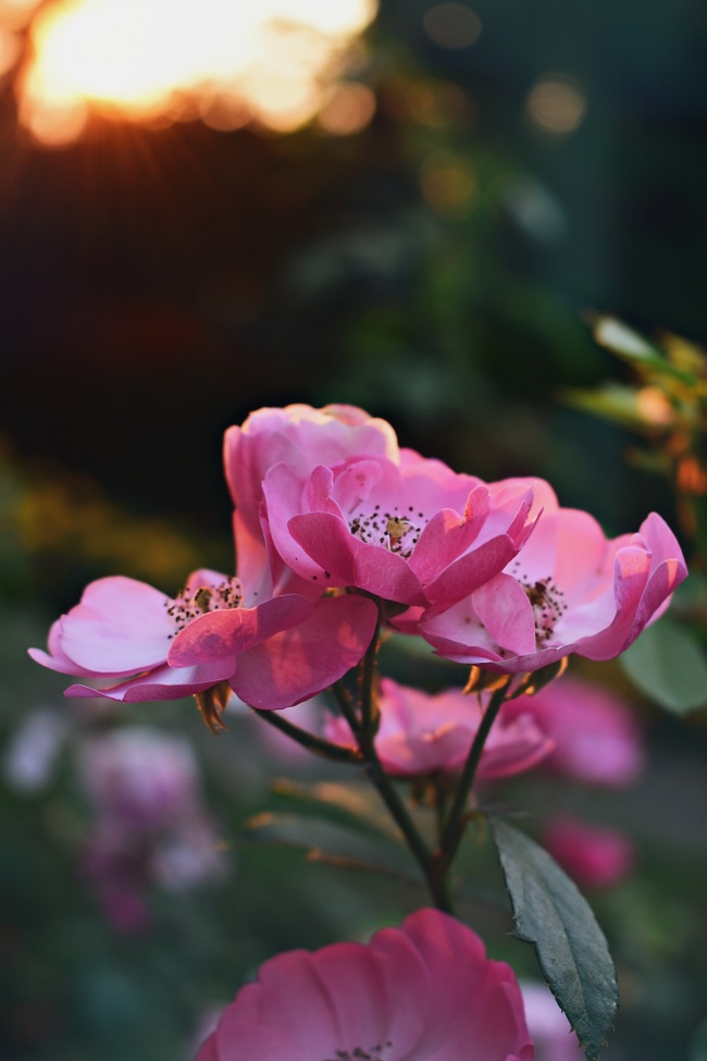 粉色花朵唯美图片素材