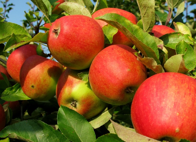 果园成熟苹果图片