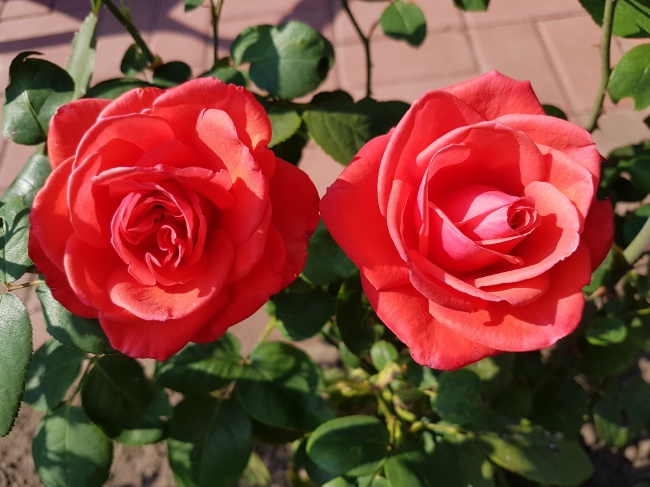 浪漫红玫瑰花朵图片