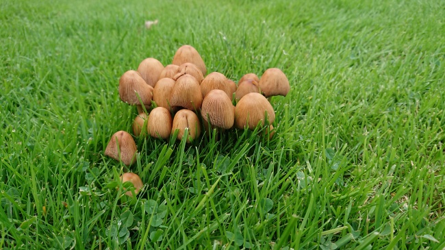 草地伞状蘑菇图片