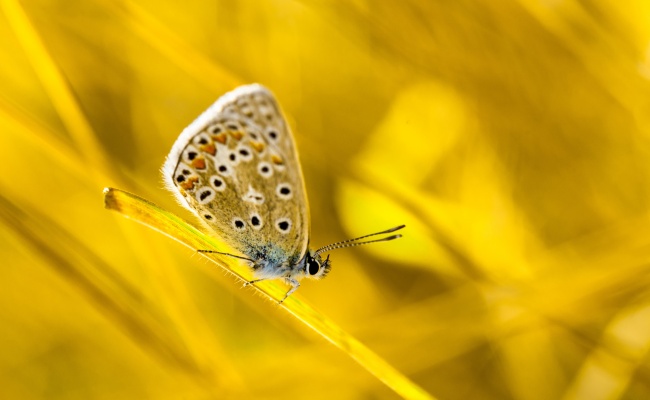 蝴蝶黄色背景图片