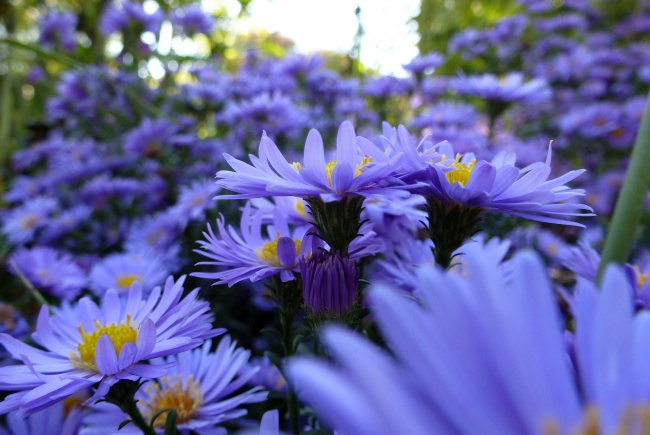 紫色菊花高清摄影图片