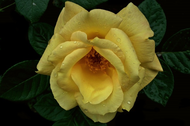 黄玫瑰花朵摄影图片
