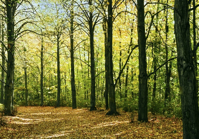 深秋森林树木景观图片
