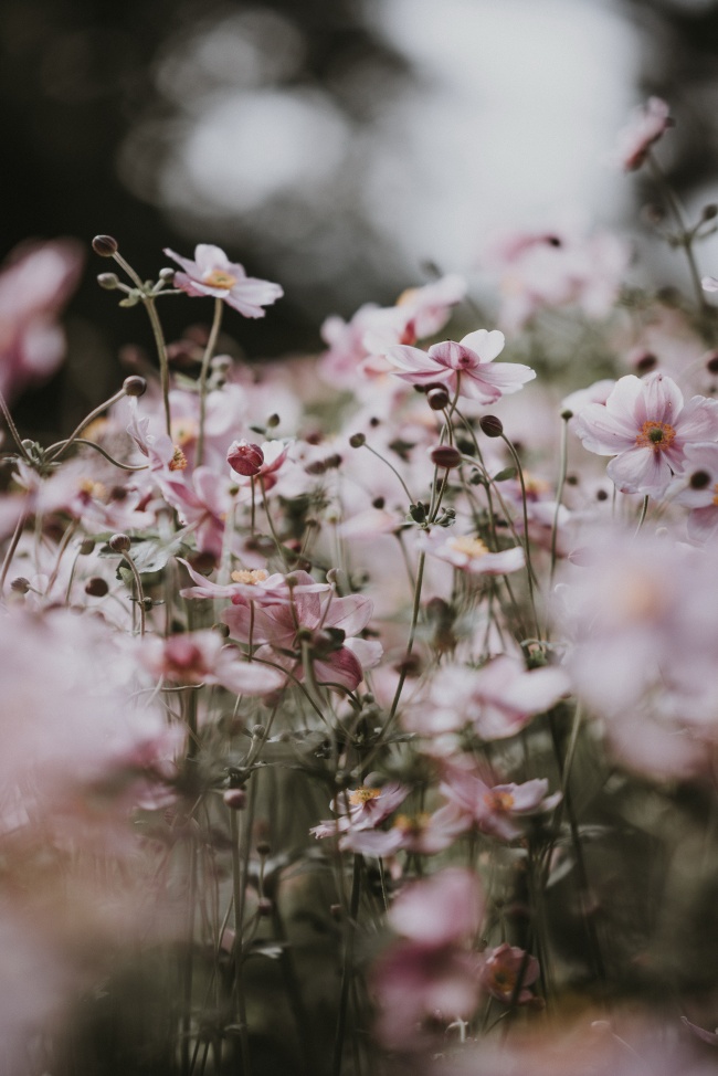唯美粉色花丛高清摄影图