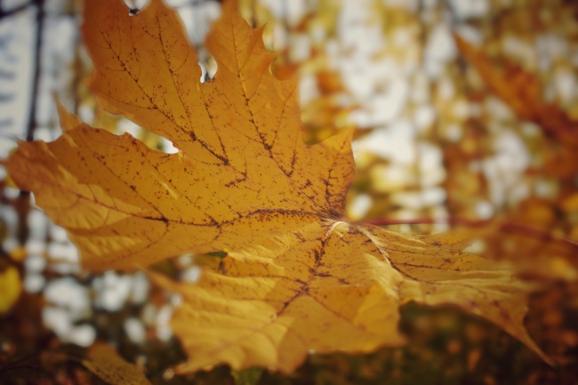 秋季黄叶摄影图片