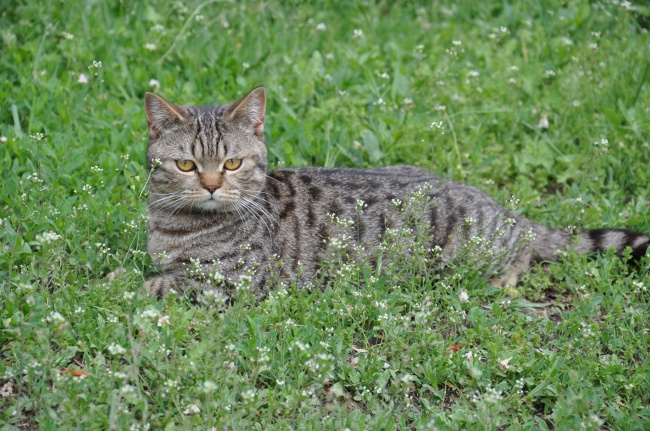 草地上休息的小猫图片