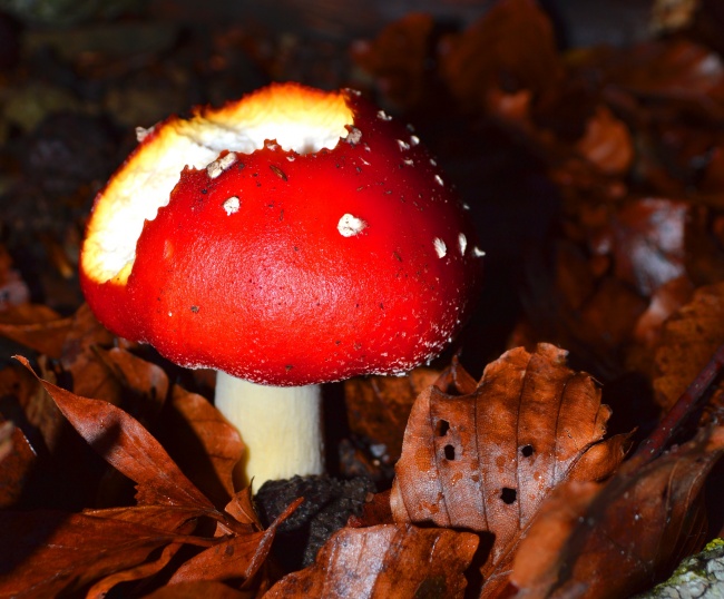 秋季森林毒蘑菇图片