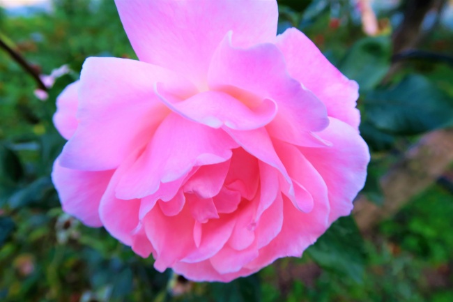 粉红玫瑰花朵图片