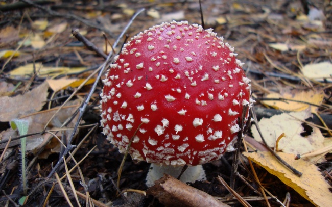 红色蘑菇包图片