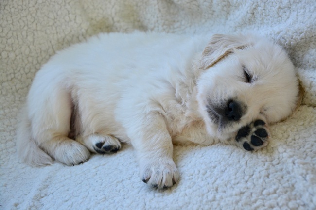 白色幼狗熟睡图片
