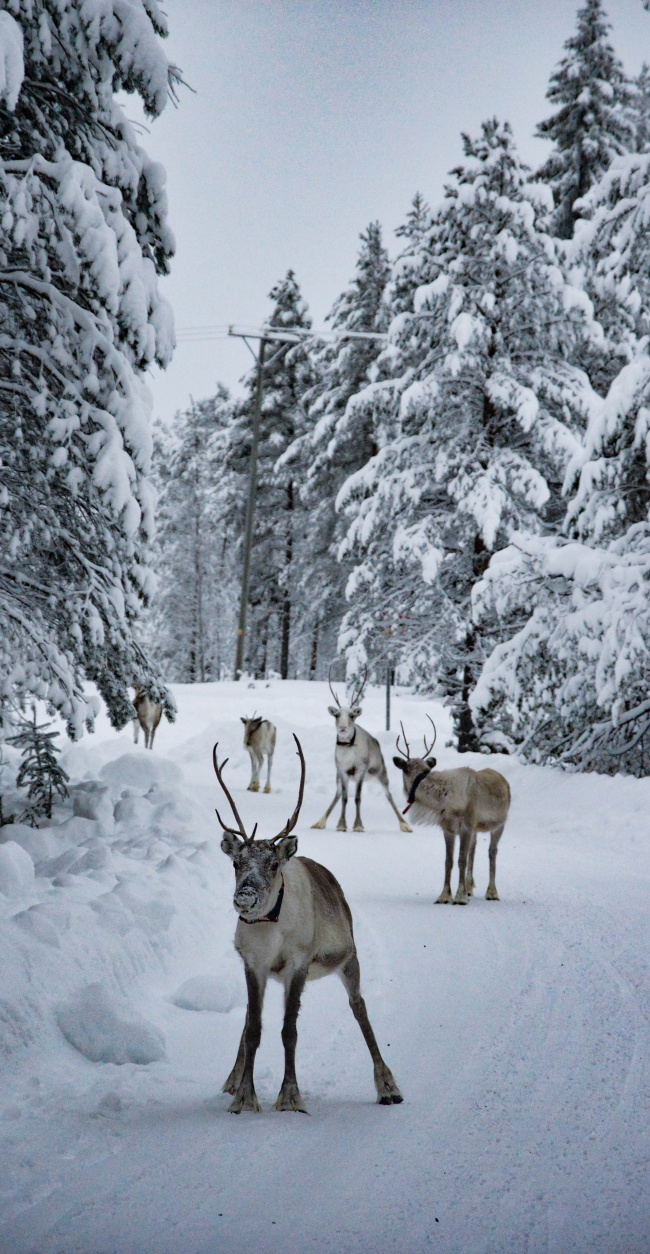 冬季驯鹿群图片