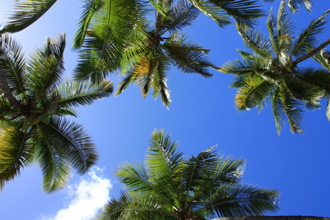 鸟瞰绿色棕榈树图片