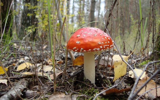 森林野生毒蘑菇图片