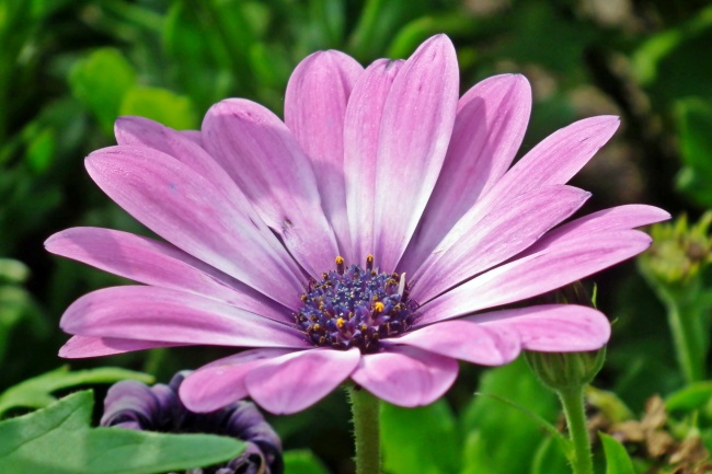 淡紫色花朵盛开图片