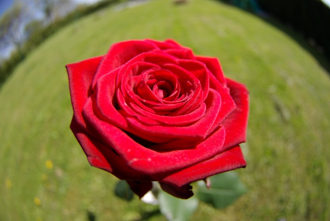 漂亮火红玫瑰花朵图片