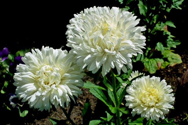 白菊花花朵图片