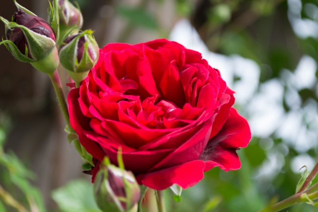 红玫瑰花朵特写图片