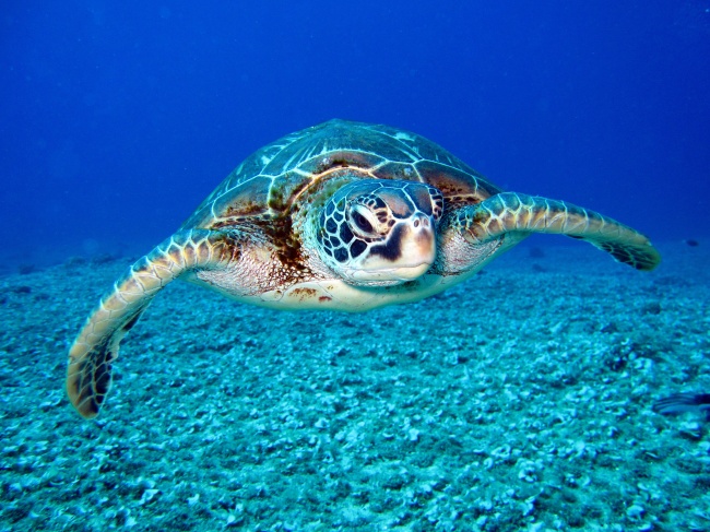 海洋海底海龟图片