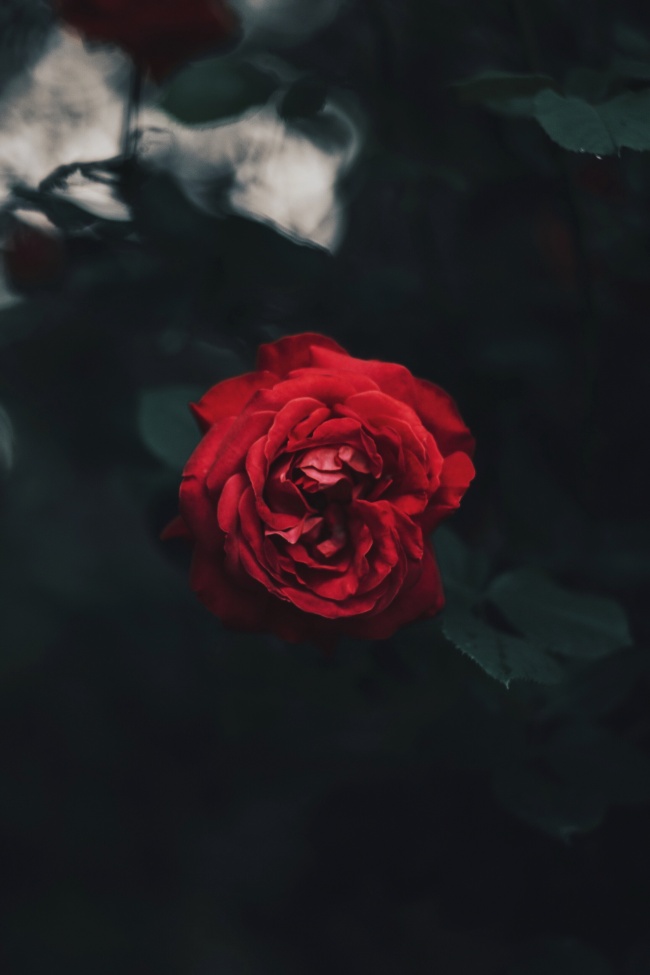 ‘~一朵红色玫瑰花图片  ~’ 的图片