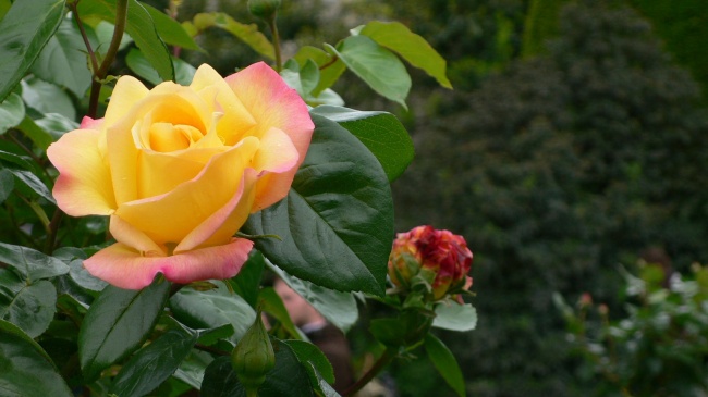 漂亮黄色玫瑰花朵图片