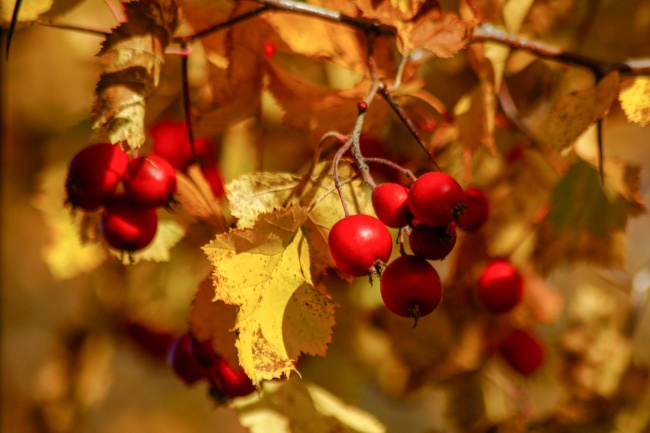 秋季成熟红浆果图片