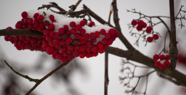 冬天红浆果图片
