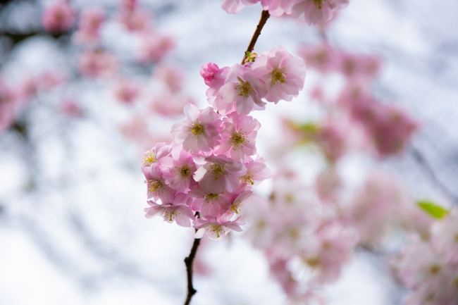 春天粉色樱花唯美图片