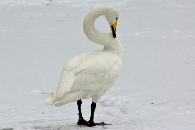 雪地上的大白鹅图片