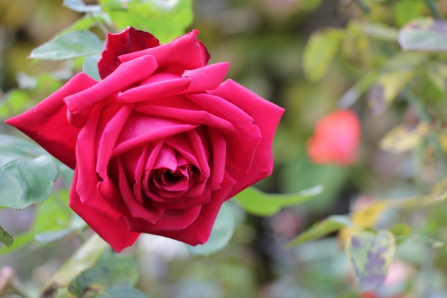 红色玫瑰花朵摄影图片