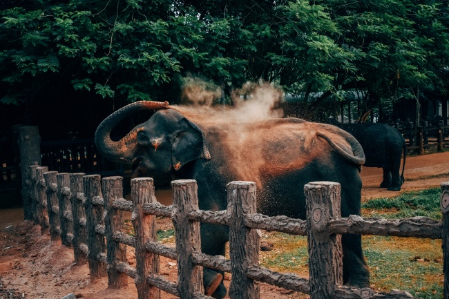 动物园观赏大象图片