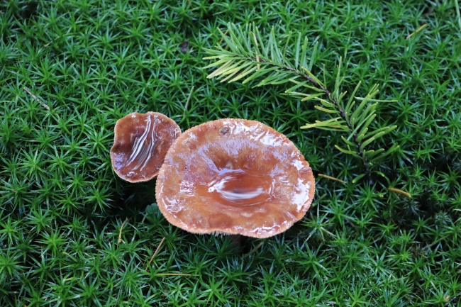 地面野生蘑菇图片
