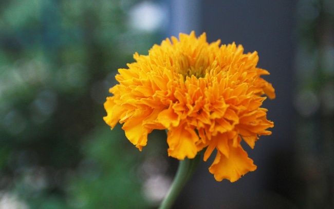 橙色万寿菊花摄影图片