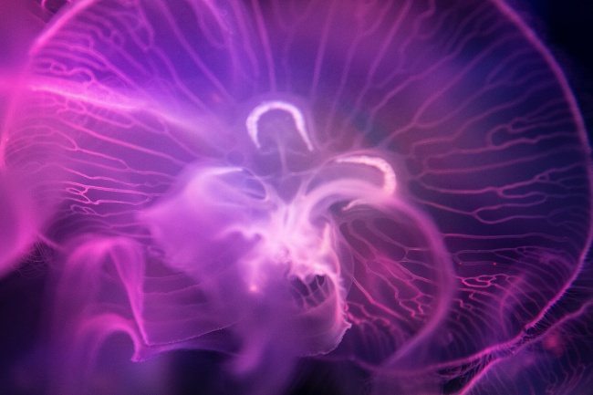 紫色透明桃花水母图片