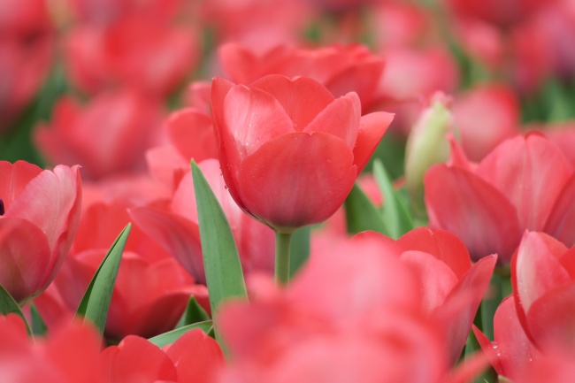 红色郁金香花背景图片