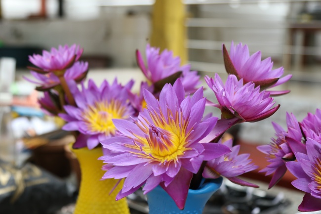 紫色莲花插花图片